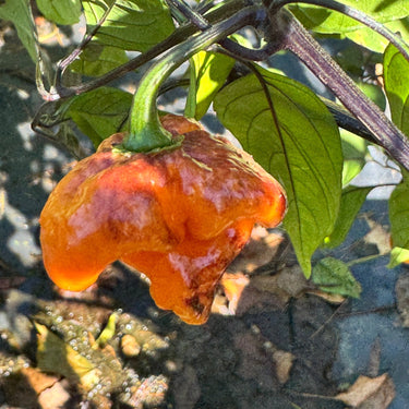 Pockmark Orange - Seeds - The Pepper Pantry (Formerly Marie Sharp's)